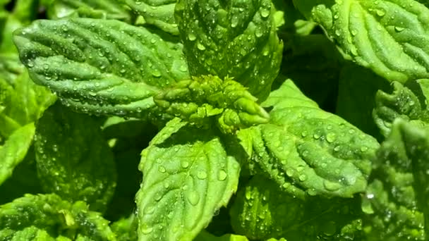 Pepparmynta Trädgården Färska Myntablad Med Vattendroppar Vacker Naturlig Mintgrön Bakgrund — Stockvideo