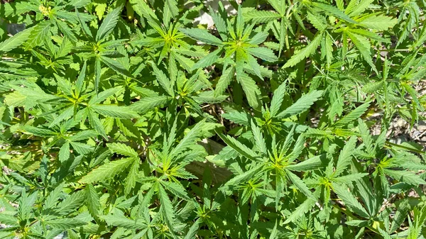 Friss Zöld Kannabiszlevelek Gandzsúrok Vadonban Természetes Zöld Háttér Tiltott Növény — Stock Fotó