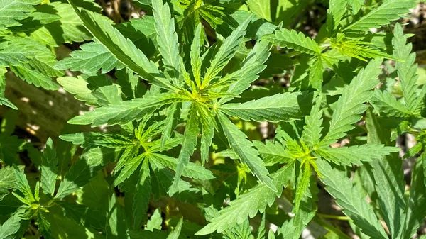 野生のクローズアップでGanjuas 新鮮な緑の大麻の葉 禁止された植物 緑の背景 — ストック写真