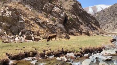 Bir inek yeşil çimlerin üzerinde dağlarda otluyor. Temiz suyu olan en saf dağ deresi. Güçlü kayalar ve karlı dağlar. Kırgızistan 'ın inanılmaz doğası.