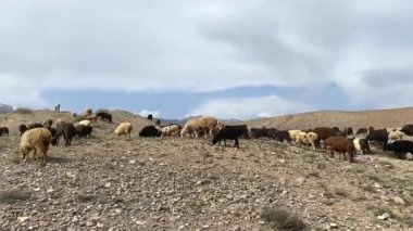 Büyük bir koyun sürüsü dağa tırmanıyor. Çok renkli beyaz, kahverengi ve kara koyunlar çölde otlar. Güzel manzara. Kırgızistan 'ın inanılmaz doğası.