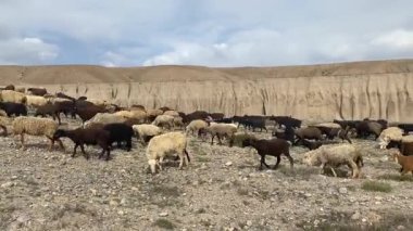 Beyaz, kahverengi ve kara koyun çölde otlar. Büyük bir koyun sürüsü dağlarda yürüyor. Güzel manzara. Kırgızistan 'ın inanılmaz doğası.
