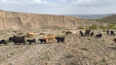 Birkaç sevimli siyah ve kahverengi koyun kayalık çöl tarlalarında yürüyor. Koyunlar dağlarda yürür. Güzel manzara. Kırgızistan 'ın inanılmaz doğası.