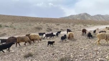 Renkli bir koyun sürüsü dağlarda yürüyor. Beyaz, kahverengi ve kara koyun çölde otlar. Güzel manzara. Kırgızistan 'ın inanılmaz doğası.
