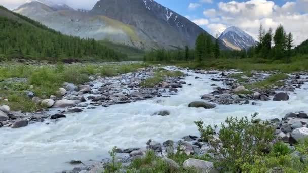 Vue Rivière Katun Altaï Russie Herbe Verte Rochers Près Rivage — Video