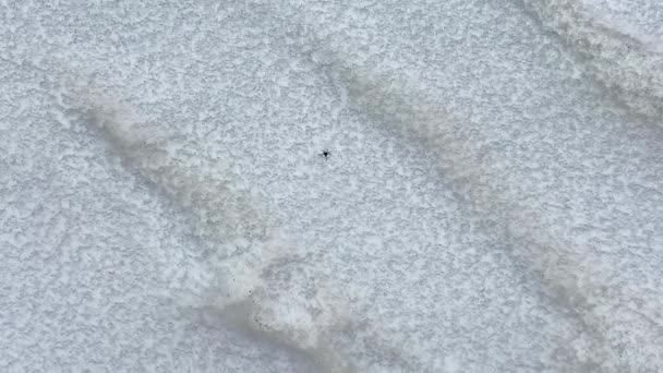 小さなクモが雪の中を這う ロシアのアルタイ山脈の昆虫 落ち着いた自然背景 — ストック動画