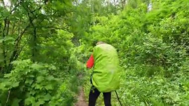 Büyük sırt çantalı yalnız bir turist orman yolunda yürüyor. Yeşil parkta yürüyün, ağaçların, çalıların ve çeşitli bitkilerin yanından geçin. Belukha 'nın zirvesine inanılmaz bir yürüyüşün başlangıcı. Altai, Rusya 'nın güzel doğası.