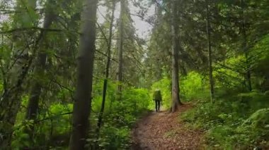 Büyük sırt çantalı bir adam uzun ağaçların arasından ormanda bir patika boyunca yürür. Belukha 'nın tepesine doğru yürü. Altai, Rusya 'nın güzel doğası. Güzel yeşil bir parkta yürüyüş..