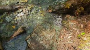 Bir insan kayaların ve kütüklerin üzerinden bir dağ ormanı akıntısını geçer. Birinci şahıs görüşü. Belukha 'nın tepesine doğru yürü. Altai, Rusya 'nın güzel doğası. Yeşil ormanda bir yürüyüş.