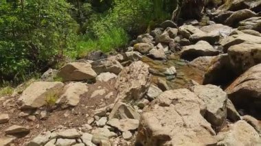 Kayaların ve kayaların arasından akan şeffaf, temiz, saydam bir orman deresinin muhteşem manzarası. Yeşil parktan geç, ağaçların ve çalıların yanından geç. Altai, Rusya 'nın güzel doğası.