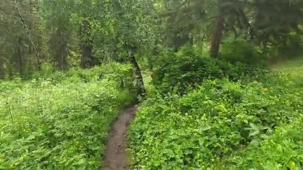 Hiker Large Backpack Walks Narrow Path Forest Hike Top Belukha — Video