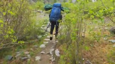Büyük bir sırt çantalı bir yürüyüşçü dağ yolunda yürüyor. Belukha 'ya tırmanmak. Ağaçların, çalıların ve karlı dağların arasından parkta yürü. Altai, Rusya 'nın güzel doğası.