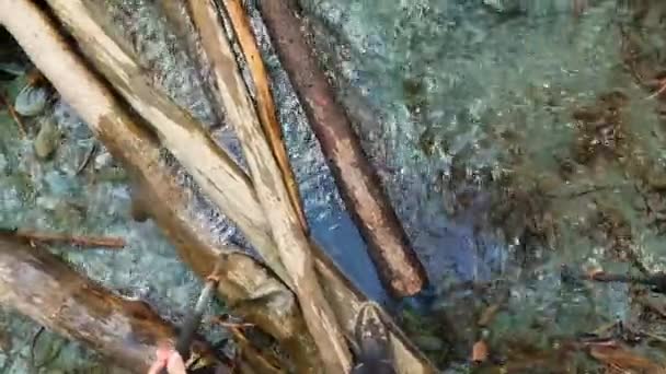 Lone Tourist Crosses Small River Logs First Person View Walk — Stock Video