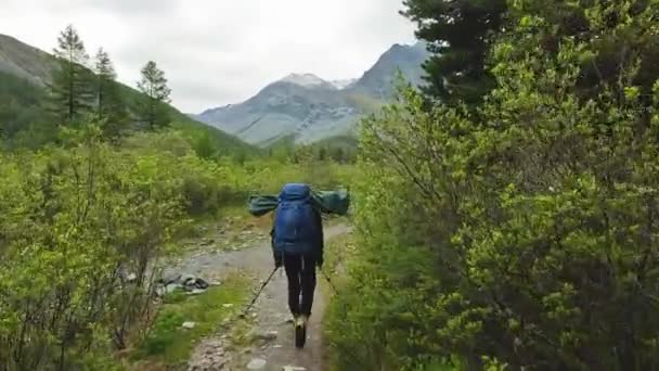 Чоловічий Турист Великим Рюкзаком Прогулюється Стежці Лісі Тлі Високих Красивих — стокове відео