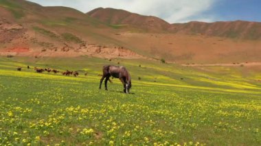 Sığır yetiştirme ve tarım kavramı. Kırgızistan dağlarında bir at otluyor. Sarı bahar çiçekleri tarlası. Arka planda bir inek sürüsü otluyor. Kırgızistan 'ın dağlarında gezinti.