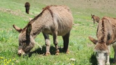 Kırgızistan dağlarında yeşil ot yiyen iki eşeğe yakın çekim. Sığır yetiştirme kavramı. Vahşi hayvanlar yeşil bir çayırda otlar. Huzur ve sükunet.