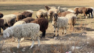 Meraklı bir koyun doğrudan kameraya bakar. Kırgızistan 'da birkaç koyun otluyor. Hayvan çiftliği ve tarım. Çiftlik hayvanlarının otlatılması. Satılık koyun eti. Farklı renkte ve türden koyunlar.. 