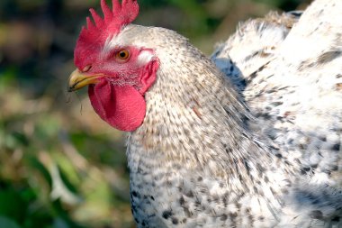 Yürürken şişman bir horozun yakın çekimi. Beyaz ve gri tüylü bir tavuk, kırmızı armalı ve sarı gagalı. Köy hayatı. Tarım ve hayvancılık. Eko çiftliği.