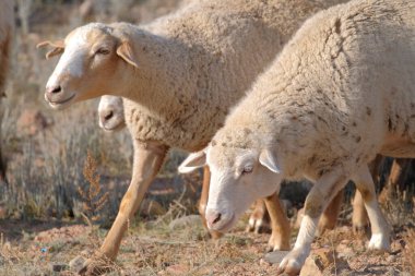 İki sevimli kıvırcık tüylü kuzu yiyecek aramak için tarlada dolaşıyor. Bir grup bej koyun bir tarlada yürüyor. Tarım ve hayvancılık. Satılık koyun eti.
