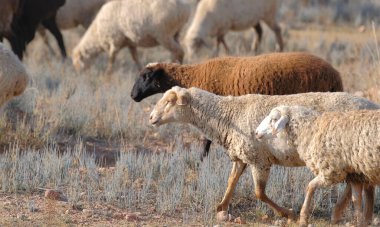 Orta Asya 'nın kurak bölgesinde yürüyüş yapan bir koyun sürüsü. Tüylü koyunlar bir çiftçinin tarlasında çim biçiyor. Bir eko-çiftlik. Köy hayatı. Sahne huzurlu ve huzurlu, koyunlar otlakta geziniyor.
