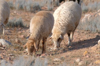 İki kabarık tüylü kuzu bir tarlada ot yiyor. Beyaz ve bej renkli koyunlar bir tarlada otluyor. Koyun yetiştiriciliği. Köy hayatı. Tarım ve hayvancılık. Eko-çiftlik
