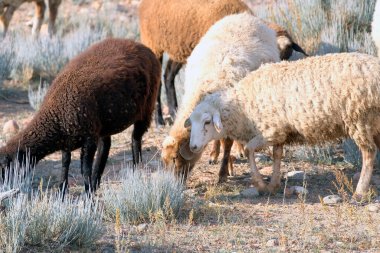 Güneşli ve sıcak bir günde bir koyun sürüsü tarlada otluyor. Köy hayatı. Koyun yetiştiriciliği. Koyunlar kahverengi, bej ve beyaz olmak üzere farklı renklerdedir. Sahne huzurlu ve sakin, otların üzerinde otlayan koyunlar.