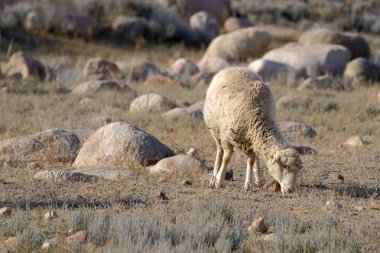 Yalnız tüylü bir koyun kayalarla kaplı bir tarlada otluyor. Güneşli bir günde çiftçi tarlasında yürüyen bir kuzu. Satılık koyun eti. Köy hayatı. Hayvancılık ve tarım..