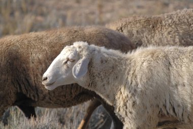 Koyun sürüsünün içinde yürüyen kalın yünlü beyaz bir koyunun yakın çekimi. Bir grup kuzu tarlada otluyor. Köy hayatı. Bir eko-çiftlik. Hayvan çiftliği ve tarım. Satılık koyun eti ve yün.