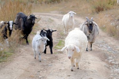 Bir grup keçi kırsal bir toprak yolda yürüyor. Beyaz, siyah ve gri de dahil olmak üzere çeşitli boylarda ve renklerde keçiler. Boynuzlu keçiler ve küçük keçiler tarlada otluyor. Keçi yetiştiriciliği. Huzurlu ve huzurlu bir sahne..