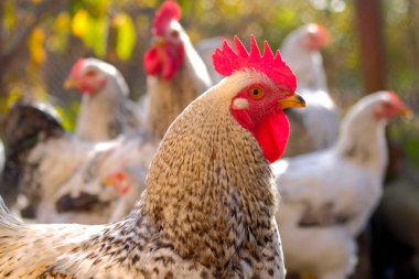 Tavuk kafesinde dolaşan bir horozun yakın çekimi. Bir tavuk sürüsü tarlada toplandı. Kümes hayvanı çiftliği. Tarım ve hayvancılık. Bir horoz portresi. Köy hayatı.
