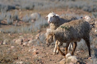 İki sevimli tüylü koyun kayalık toprakla bir tarlada yürüyorlar. Yürüyen çiftlik hayvanları. Tarım ve hayvancılık. Koyunlar beyaz ve kahverengidir. Köy hayatı