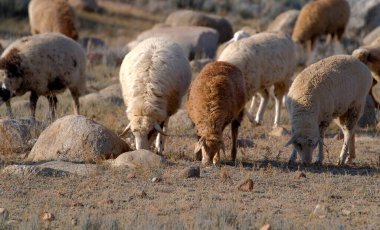 Bir beyaz ve kahverengi koyun sürüsü kayalık bir arazide otluyor. Resim huzurlu ve dingin. Köy hayatı. Satılık koyun eti. Hayvan çiftliği ve tarım. Çiftlik hayvanlarının otlatılması. Eko-çiftlik