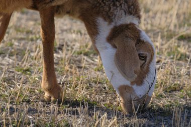 Komik renkli bir kuzu organik bir eko-çiftliğin tarlasında otluyor, yakın plan. Benekli bir kahverengi ve beyaz koyun yeşil ot yer. Yürüyen çiftlik hayvanları. Koyun yetiştiriciliği. Köy hayatı