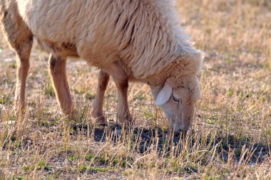 Tüylü büyük bir kuzu güneşli bir günde bir tarlada ot yer. Koyun yetiştiriciliği. Satılık koyun eti. Köy hayatı. Bir eko-çiftlik. Bir koyun kuru otlarla bir tarlada otluyor..