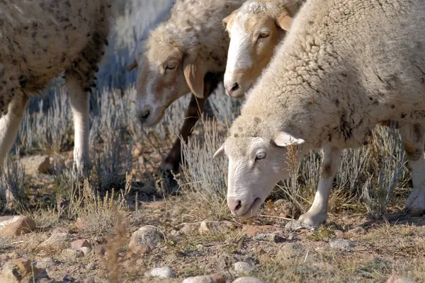 Kuru, kayalık bir arazide otlayan küçük bir koyun sürüsü. Köyün koyunları tarlada otluyor. Satılık koyun eti ve yün. Bir eko-çiftlik. Hayvancılık.