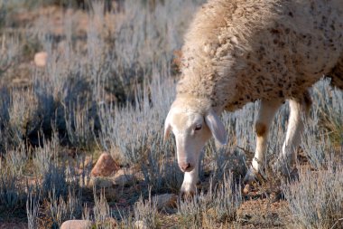 Bir koyun otla kaplı bir çayırda otluyor. Koyun kahverengi benekli beyazdır. Çimler uzun ve kuru. Çiftlik hayvanlarının otlatılması. Koyun yetiştiriciliği. Hayvancılık ve tarım.