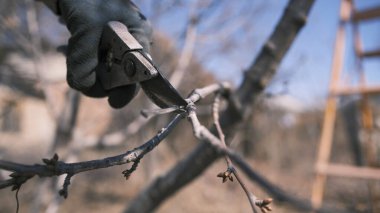 İş eldivenli bir adamın meyve ağacından bir bahçe makası ile kuru bir dalı keserken yakın plan fotoğrafı. Arka planda bir merdiven var. Bahar bahçıvanlığı. Bahçe temizliği