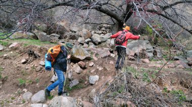İki kişi kayalık bir tepeye, kayalıklardaki büyük bir ağaca tırmanır. Maceralar ve seyahatler. Gezginler bir doğa parkında yürüyorlar. Özgürlük ve temiz hava