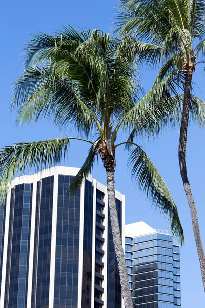 Arka Planda Honolulu Şehir Merkezi Modern Gökdelenleri Olan Palmiye Ağaçları — Stok fotoğraf