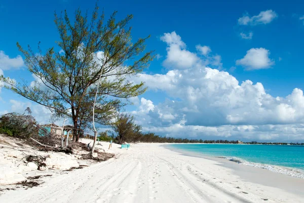 View Tall Tree Wide Sandy Beach Half Moon Cay Tourist — Stock Photo, Image