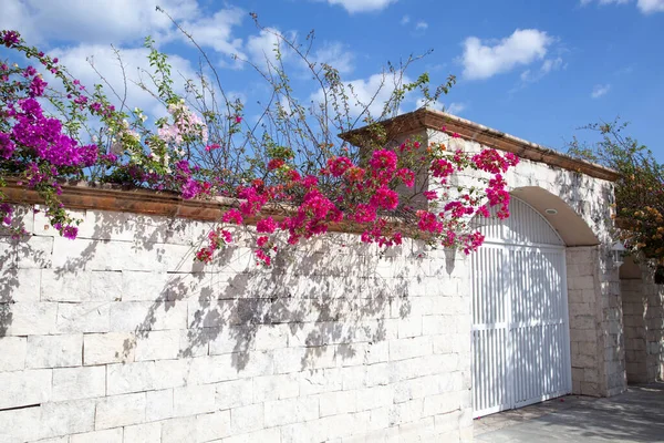 stock image The sunny fence with colorful flowers in San Miguel resort town on Cozumel island (Mexico).