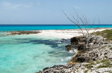 Kuru bir ağacı olan kayalık bir kıyı şeridi ve Half Moon Cay 'de bir plajı olan ıssız bir ada manzarası (Bahamalar).