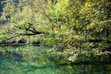 Plitvice Gölleri Ulusal Parkı 'ndaki (Hırvatistan) gölün üzerinde yatay eğimli bir ağacın sabah manzarası).