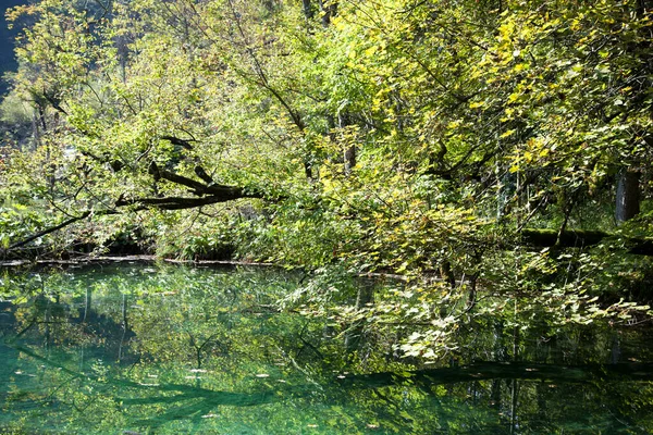 Morning View Horizontally Leaning Tree Lake Plitvice Lakes National Park — Stock Photo, Image