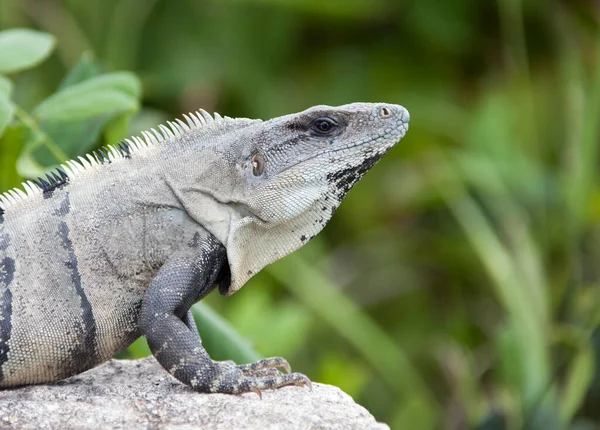 Vista Próxima Uma Iguana Selvagem Ilha Cozumel México — Fotografia de Stock