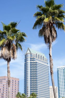 Tampa şehir merkezinde (Florida) yüksek palmiye ağaçları ve modern gökdelenlerin manzarası).