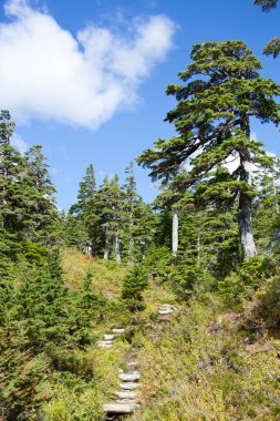 The scenic view of a footpath with wooden steps to Deer Mount outside Ketchikan town (Alaska).