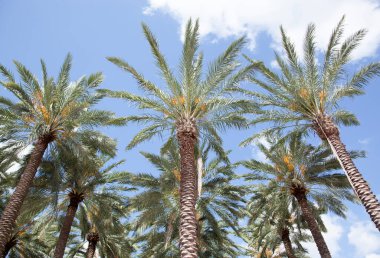 The group of tall palm trees in Tampa city park (Florida).