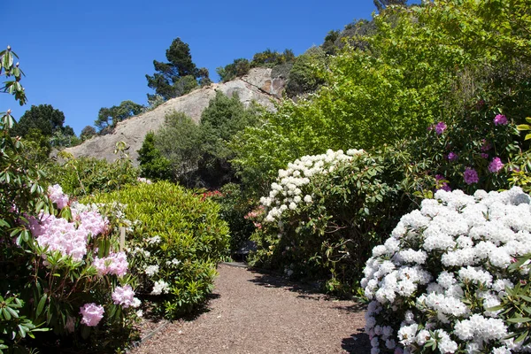 The path surrounded by flowers inside Lady Thorn Rhododendron Dell, the garden in Port Chalmers town (New Zealand).