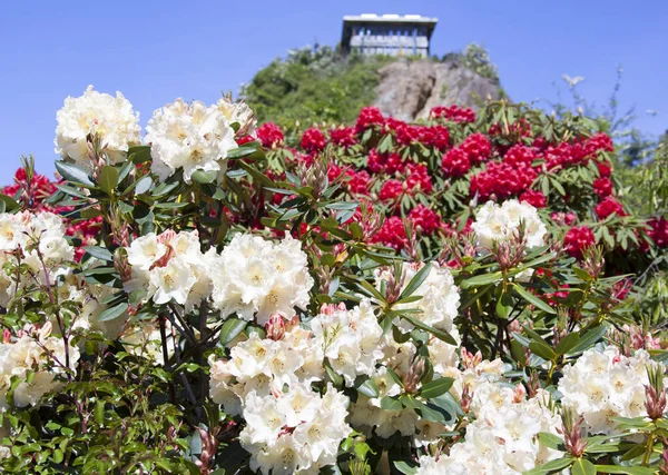 在Port Chalmers Town Lady Thorn Rhododendron Dell 新西兰 的彩色花朵近景 — 图库照片